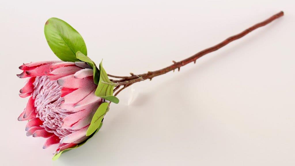 Large Protea Stem